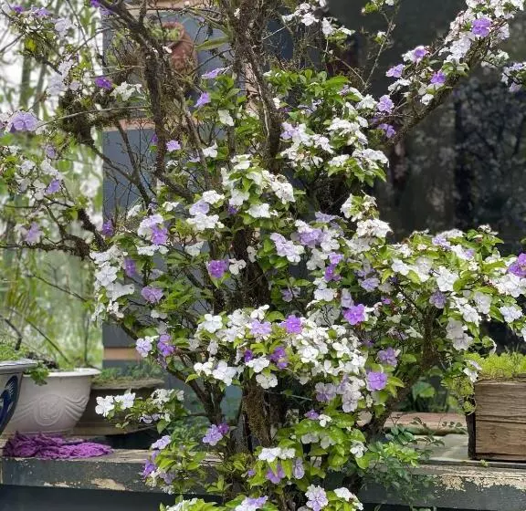 هتل Sunshineview Sapa