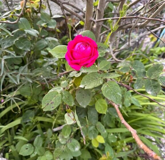 פנסיון Casa Do Largo