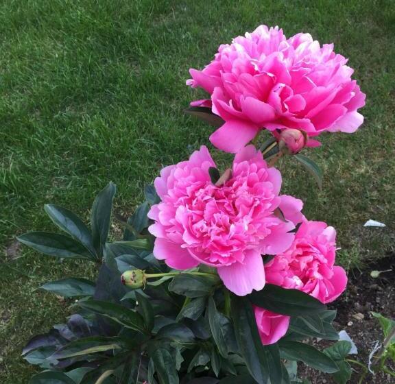 Pansiyon Comfortable Suite For Guests To Use Independently