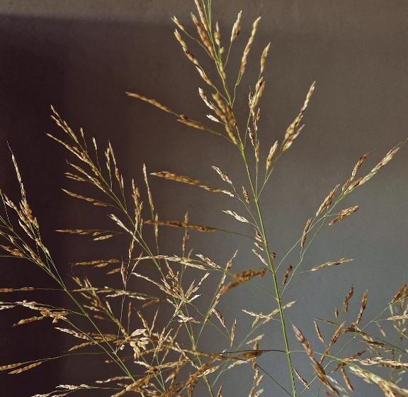 Отель Quonset Glamping