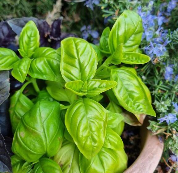 Hotel Appartements Graf Hartwig