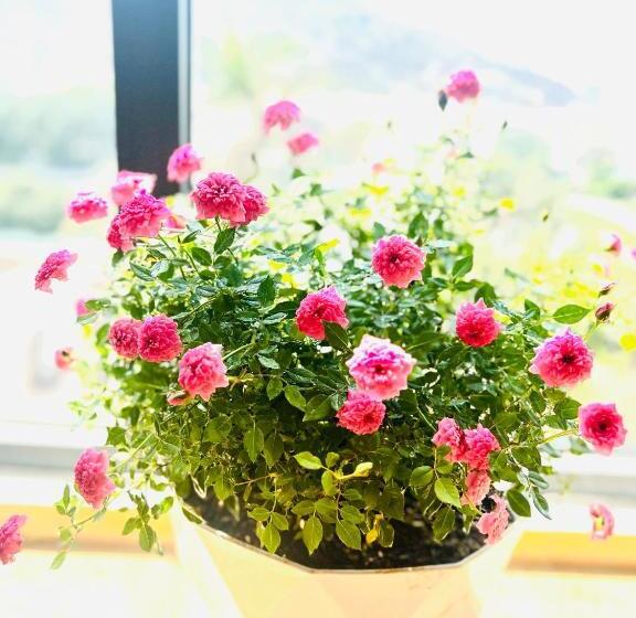 An S Home Hotel Vũng Tàu