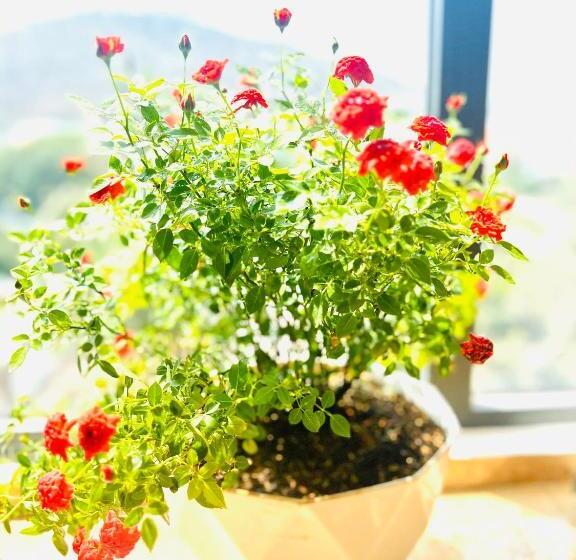 An S Home Hotel Vũng Tàu