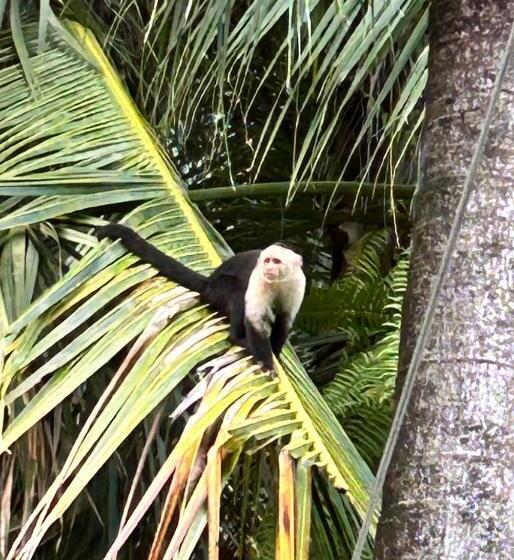 ペンション Mariposa Cabina