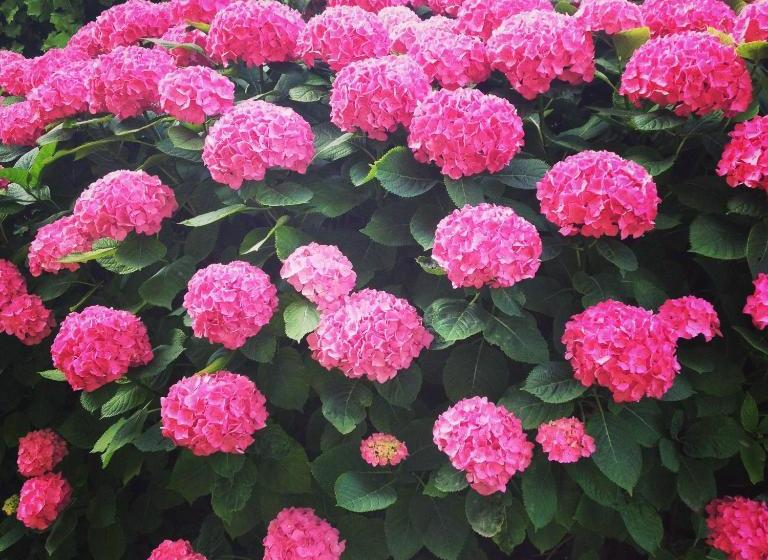 בית מלון כפרי Flora