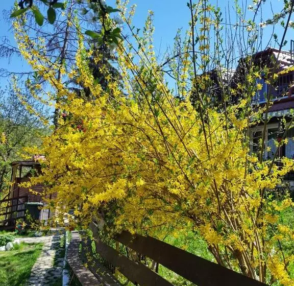 Pension Bran Ioana