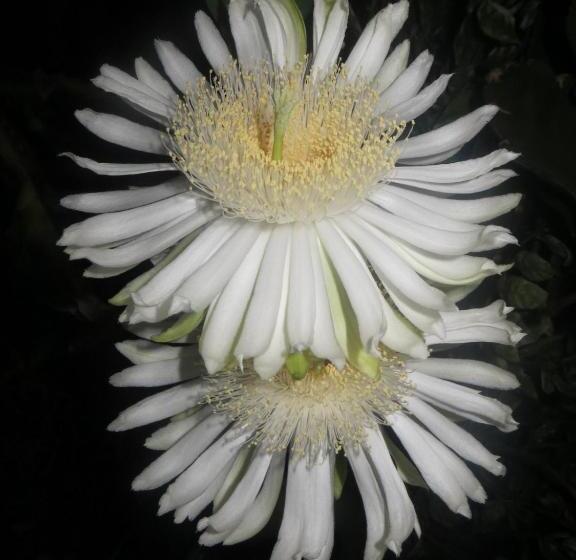 ホテル La Loma Linda, Bungalows, Yoga And Feldenkrais, Starlink Internet