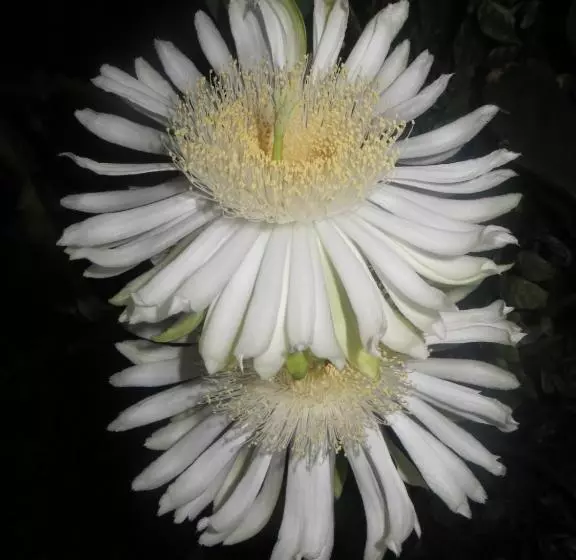 ホテル La Loma Linda, Bungalows, Yoga And Feldenkrais, Starlink Internet