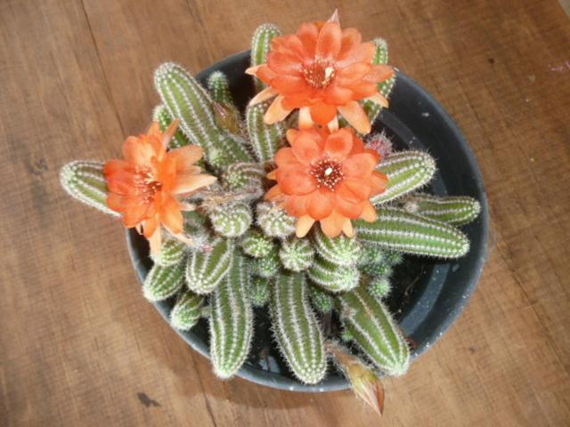 ホテル La Loma Linda, Bungalows, Yoga And Feldenkrais, Starlink Internet