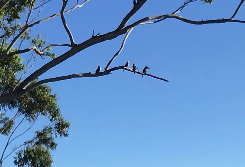 ホテル Tamborine Mountain Bed And Breakfast