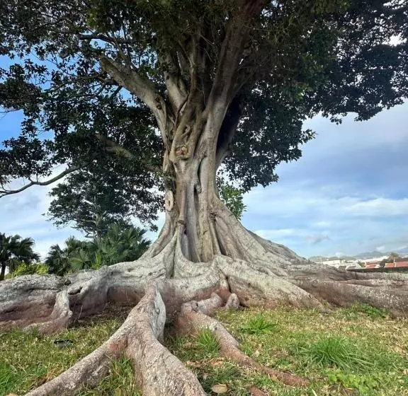 تختخواب و صبحانه Solar Dos Cantos Botanic House & Garden