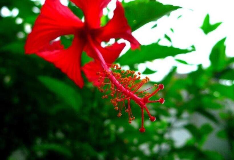 Hibiscus House Bed And Breakfast