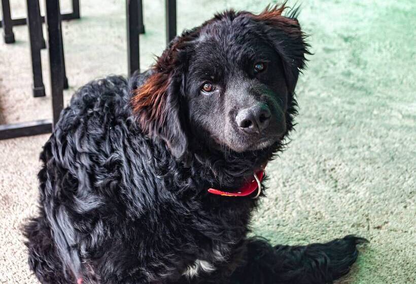 هتل Posada Gutierrez