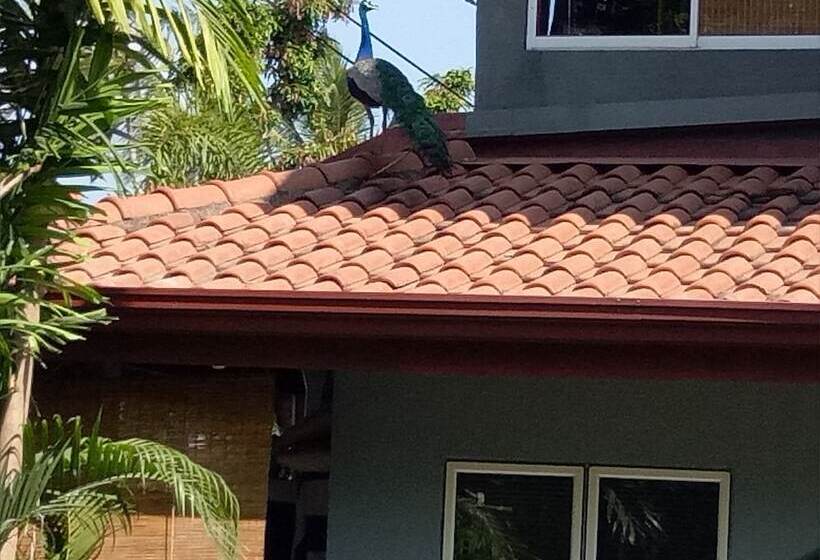 مبيت وإفطار Palms Villa