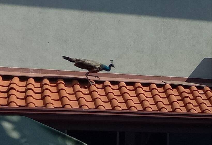 مبيت وإفطار Palms Villa