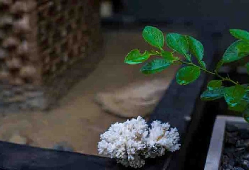 مبيت وإفطار Palms Villa