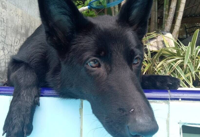 مبيت وإفطار Palms Villa