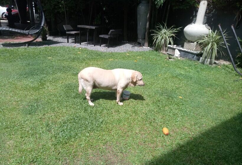 مبيت وإفطار Palms Villa