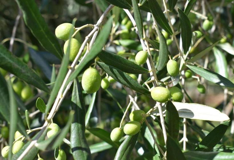 ベッドアンドブレックファースト Olivista