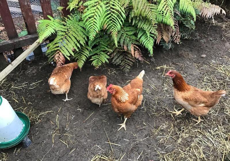 Woodland Glen Lodge B&b