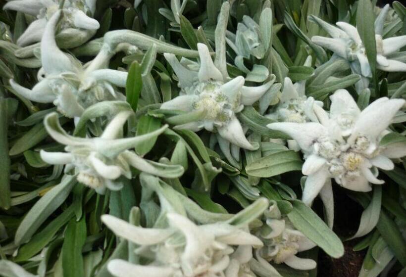 Hostel Berggasthaus First Only Accessible By Cable Car