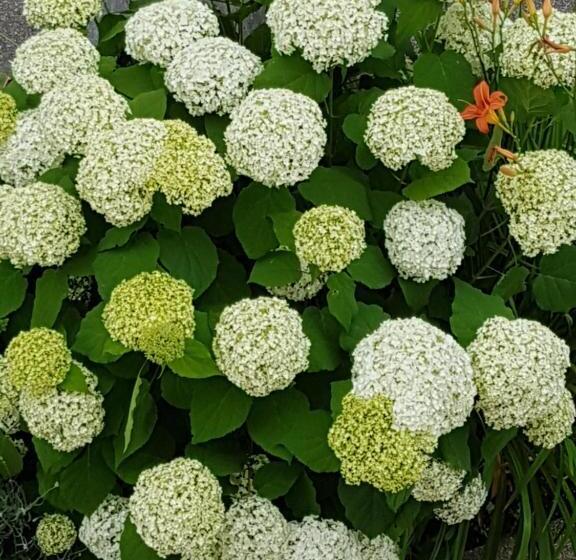 Niros Bed & Breakfast