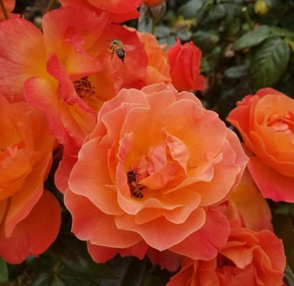 Pansiyon Cozy, Private Guest House With Fast Internet