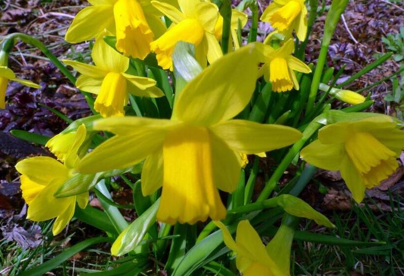 Bed & Breakfast Walenburg