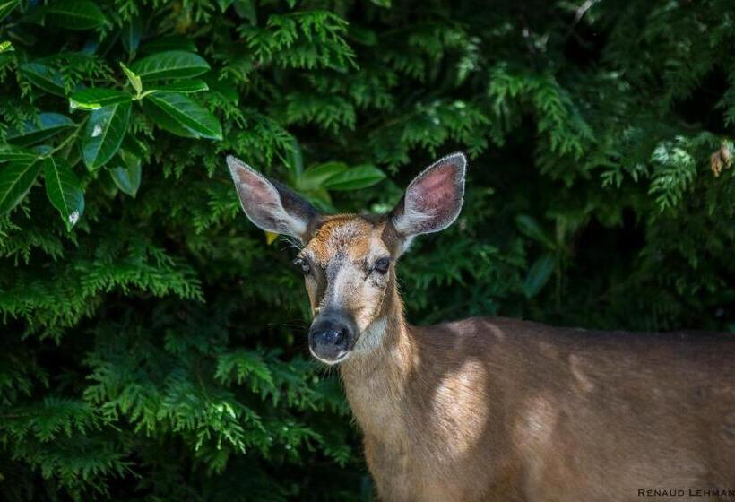 住宿加早餐 Madeira Park Oceanview Suites