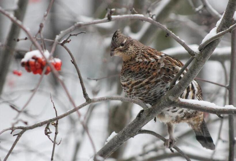 ベッドアンドブレックファースト Remo Ridge Bed N Breakfast