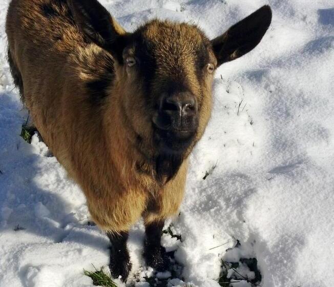 호텔 Agriturismo Fienile Del Canalone