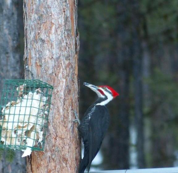 End Of The Road B & B