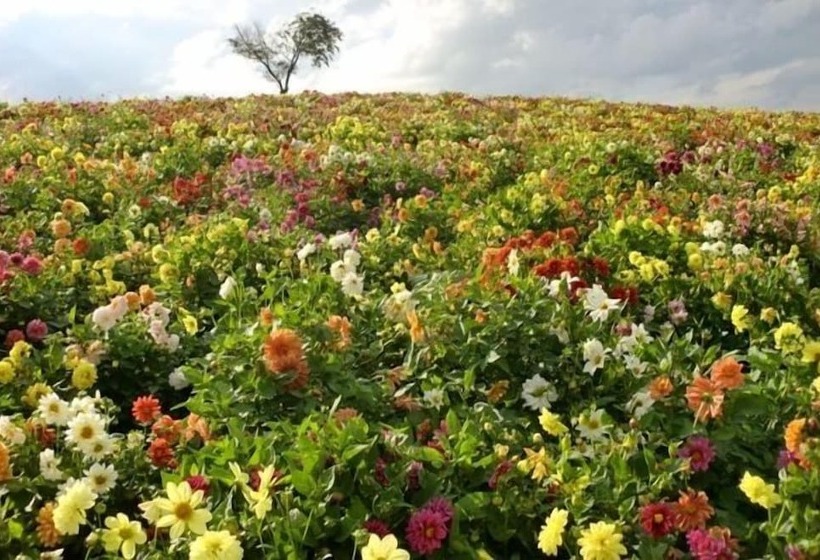 酒店 Furano La Terre