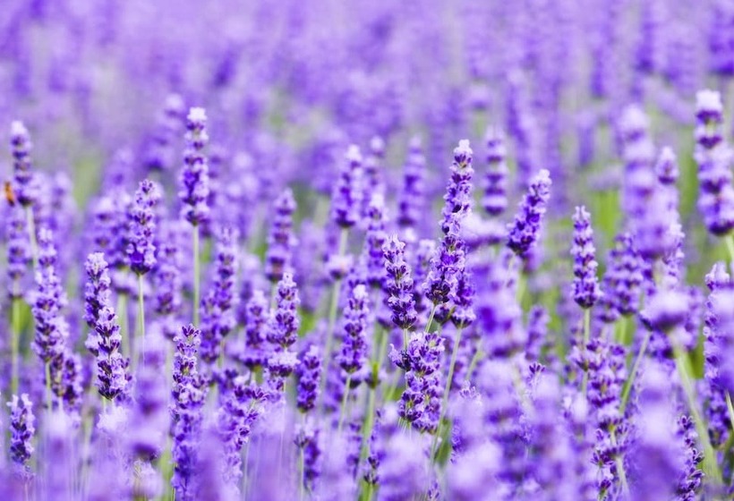 酒店 Furano La Terre