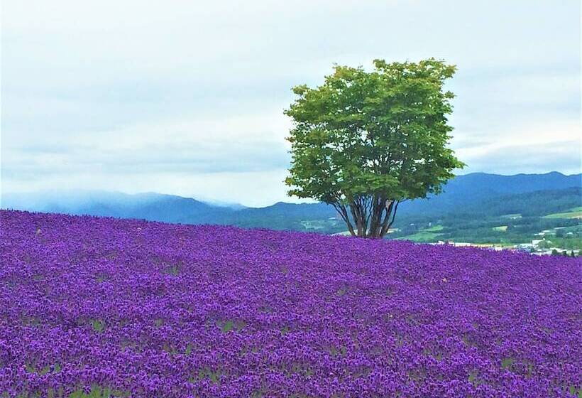 酒店 Furano La Terre