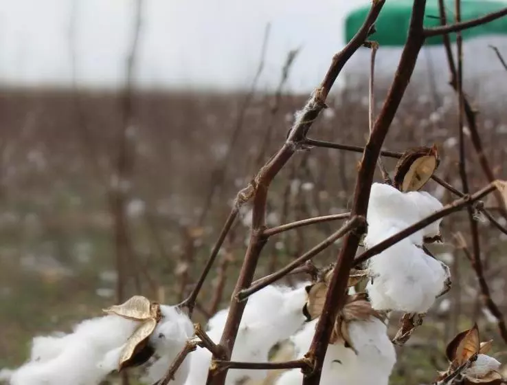 ホテル Southern Inn & Suites Lamesa