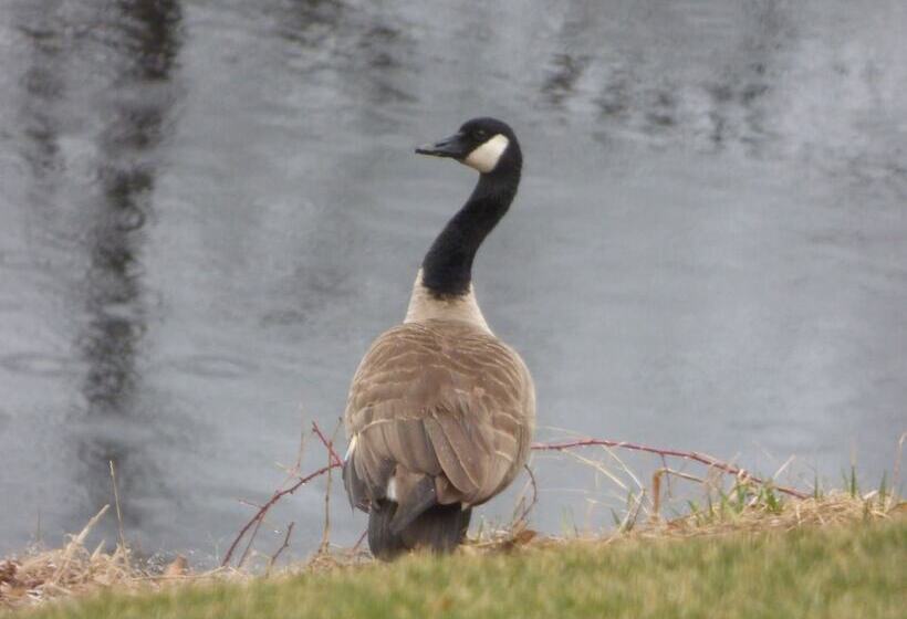 Bed and Breakfast Riverhouse