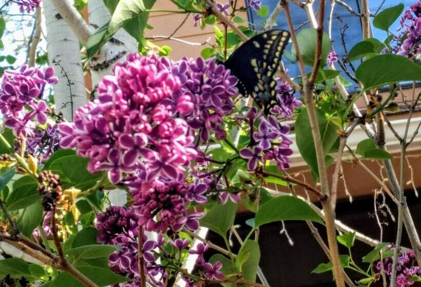 住宿加早餐 Sheridan House Inn Adult Only Accommodation