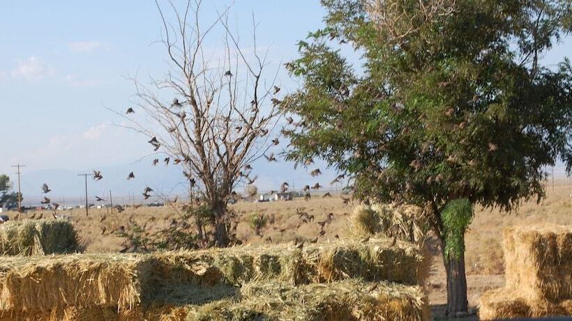 Olancha Rv Park And Motel