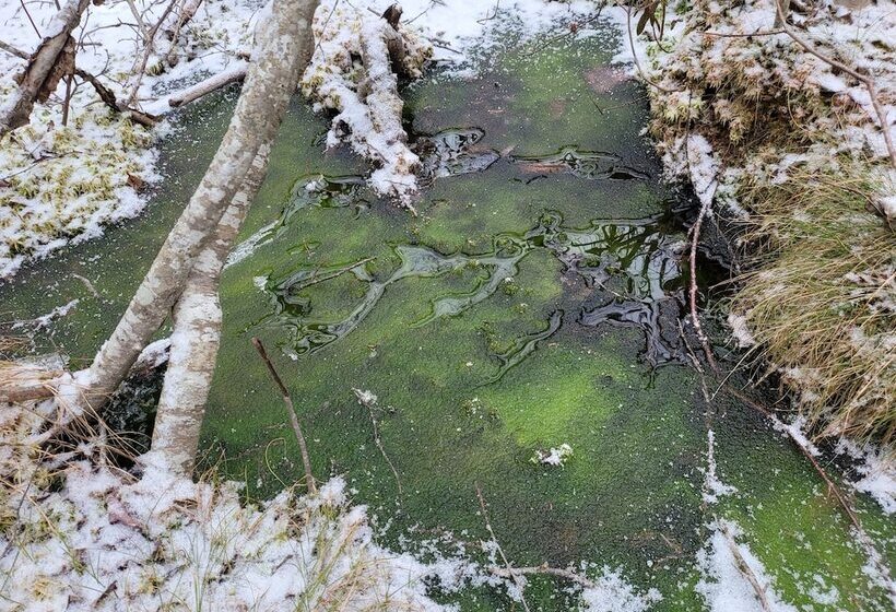 ベッドアンドブレックファースト Corea Harbor S Black Duck Inn