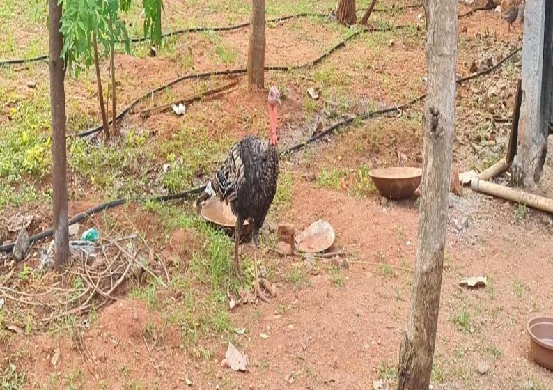 בית מלון כפרי Greenwoods Farm House