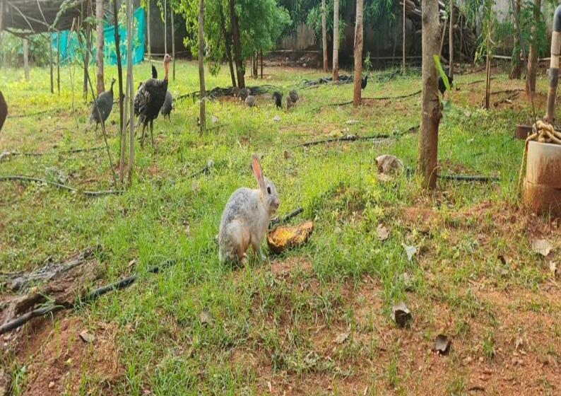 בית מלון כפרי Greenwoods Farm House