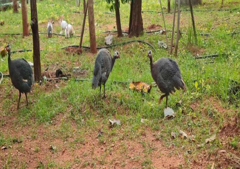 בית מלון כפרי Greenwoods Farm House