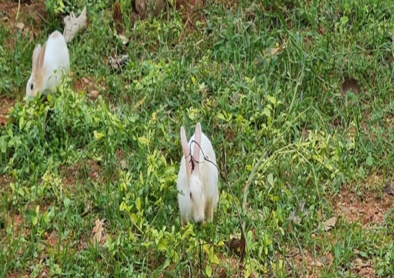 בית מלון כפרי Greenwoods Farm House