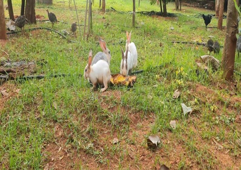 בית מלון כפרי Greenwoods Farm House