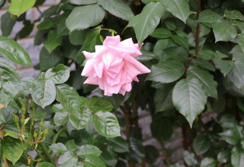 Hospedaria Shangajoy Seasons Inn