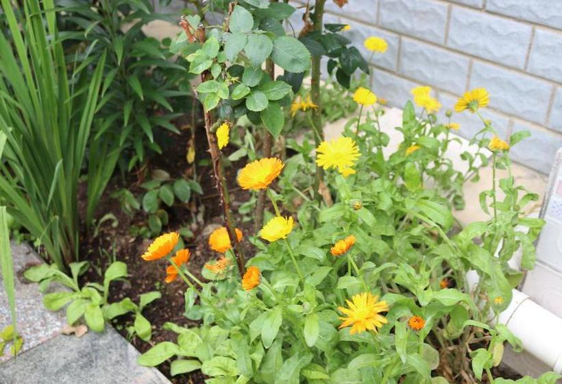 Hospedaria Shangajoy Seasons Inn