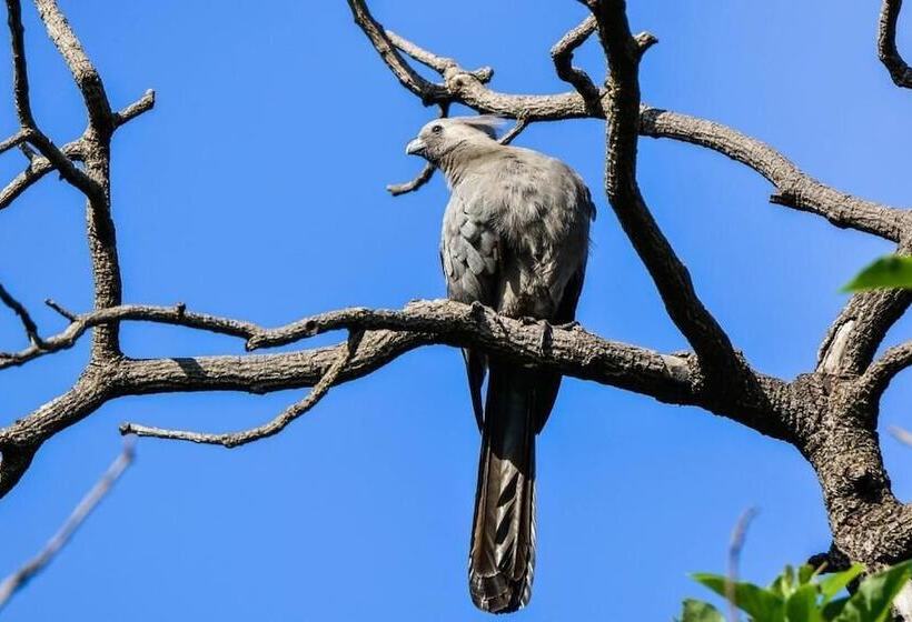 Bed & Breakfast Pierneef's Kraal