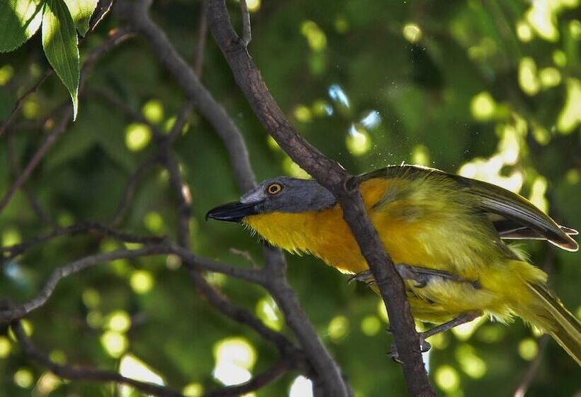 Bed & Breakfast Pierneef's Kraal