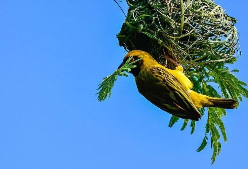 Bed & Breakfast Pierneef's Kraal